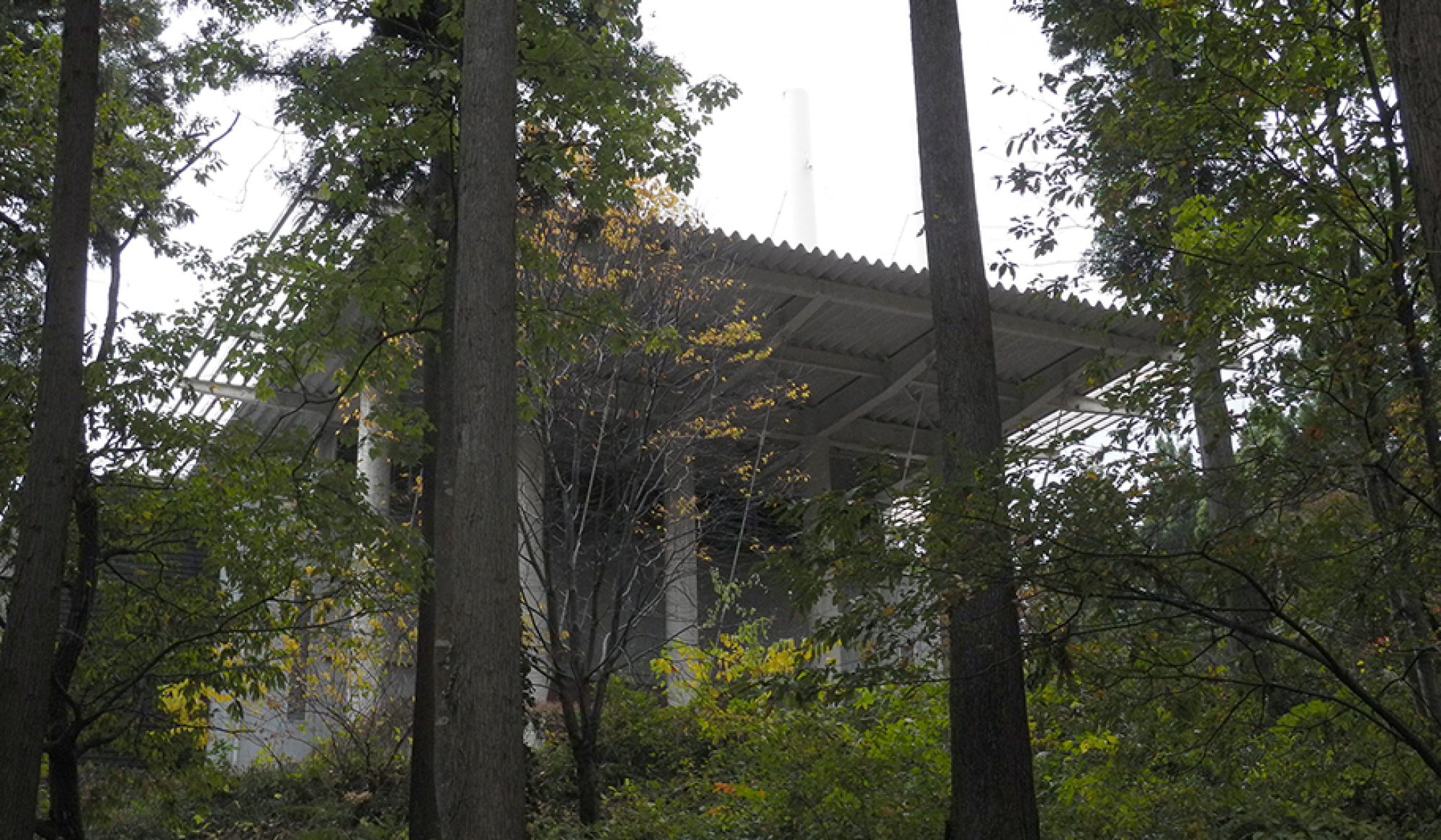 japan, art, Kanaz Forest